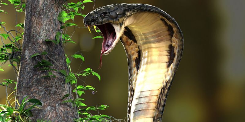 Nằm mơ thấy rắn hổ mang khổng lồ